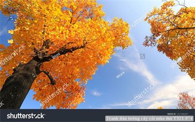 Tranh dán tường cây cối mùa thu T321-074