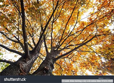 Tranh dán tường cây cối mùa thu T321-068