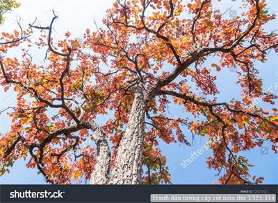 Tranh dán tường cây cối mùa thu T321-114