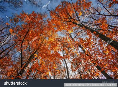 Tranh dán tường cây cối mùa thu T321-091