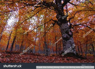 Tranh dán tường phong cảnh con đường mùa thu T321-295