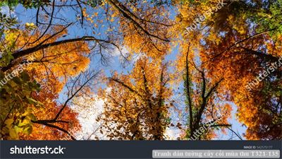 Tranh dán tường phong cảnh hồ thác, cây cối T321-476