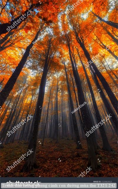 Tranh dán tường phong cảnh con đường mùa thu T321-242