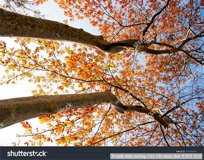 Tranh dán tường phong cảnh hồ thác, cây cối T321-492