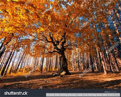 Tranh dán tường phong cảnh hồ thác, cây cối T321-551