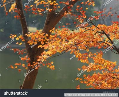 Tranh dán tường cây cối mùa thu T321-127