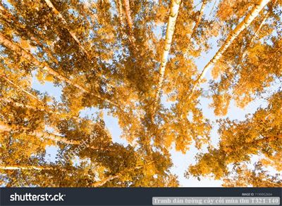 Tranh dán tường phong cảnh hồ thác, cây cối T321-466