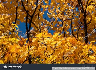Tranh dán tường cây cối mùa thu T321-142
