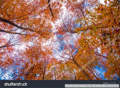 Tranh dán tường cây cối mùa thu T321-076