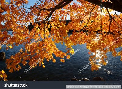 Tranh dán tường cây cối mùa thu T321-104
