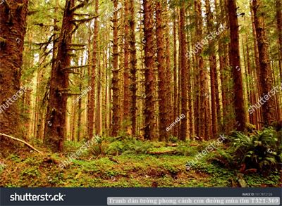 Tranh dán tường phong cảnh hồ thác, cây cối T321-544