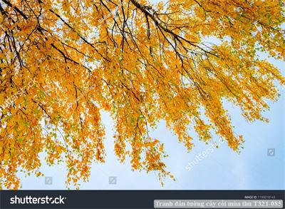 Tranh dán tường cây cối mùa thu T321-085