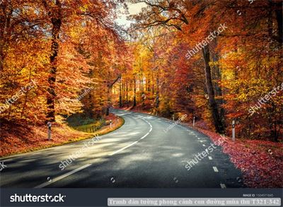 Tranh dán tường phong cảnh con đường mùa thu T321-342