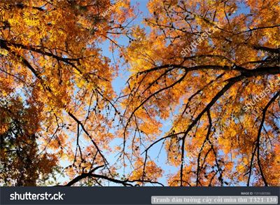 Tranh dán tường cây cối mùa thu T321-130