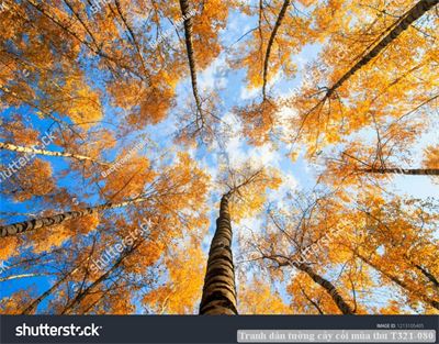 Tranh dán tường cây cối mùa thu T321-080