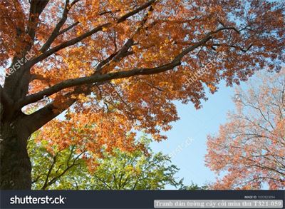 Tranh dán tường cây cối mùa thu T321-059
