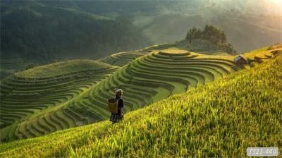 Tranh dán tường phong cảnh hồ thác, cây cối T321-566