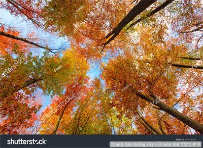 Tranh dán tường cây cối mùa thu T321-070