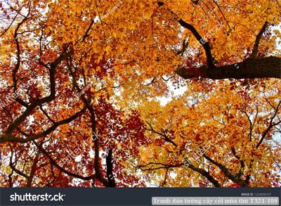 Tranh dán tường cây cối mùa thu T321-100