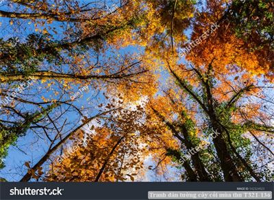 Tranh dán tường phong cảnh hồ thác, cây cối T321-523