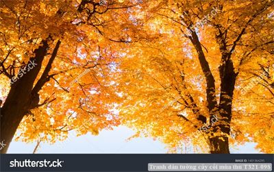 Tranh dán tường cây cối mùa thu T321-098