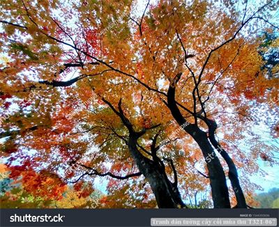 Tranh dán tường cây cối mùa thu T321-067