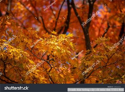 Tranh dán tường cây cối mùa thu T321-066