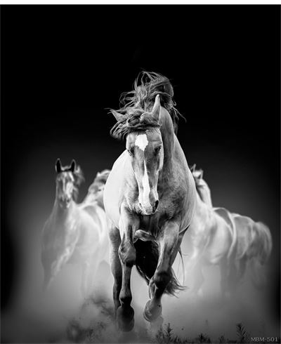 Tranh ngựa - đen trắng