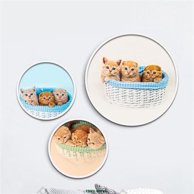 Động vật CDV3-057KG